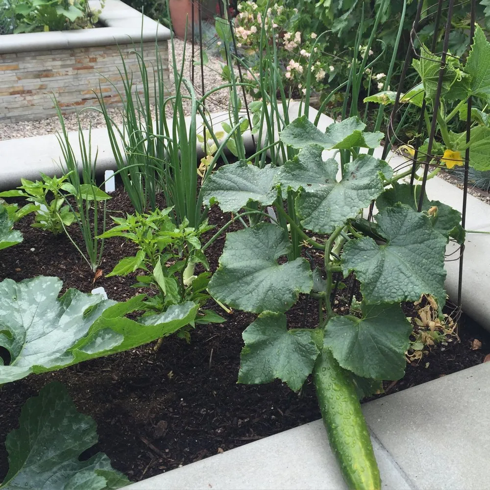 Top-rated yard cleanup service for residential properties across Los Angeles, CA - Design by Nature Studio