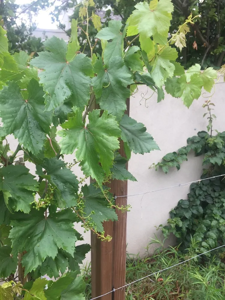 Top-rated landscape installation in Los Angeles, CA - Design by Nature Studio