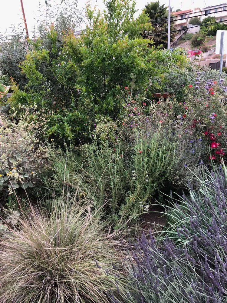 Affordable landscape design in Los Angeles, CA - Design by Nature Studio
