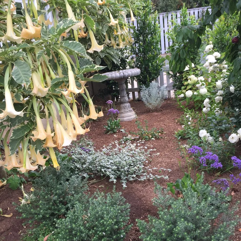 Local landscape design in Los Angeles, CA by Design by Nature Studio