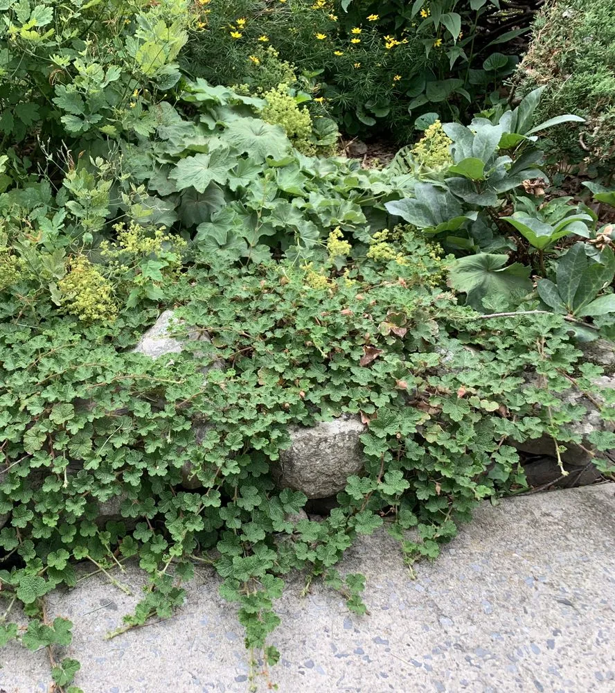 Professional landscaping services with custom design in Kerhonkson, NY by Design by Plants