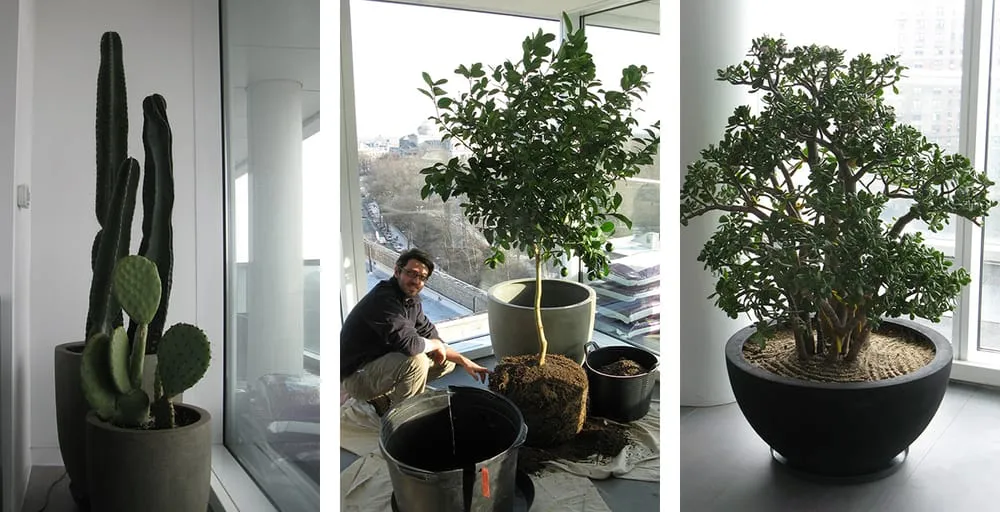 Top-rated lawn mowing service with custom design across Kerhonkson, NY - Design by Plants