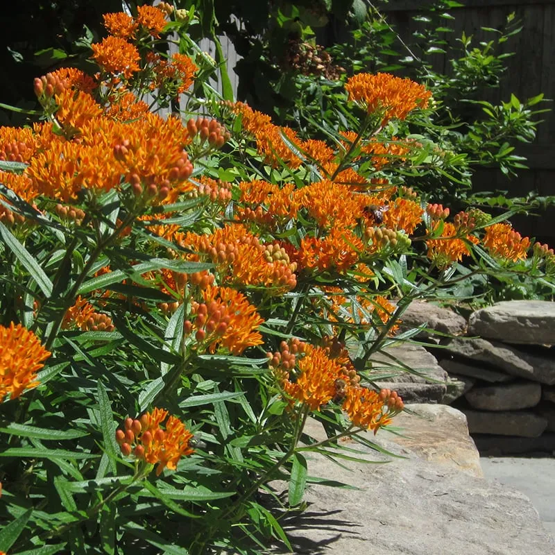 Affordable landscaping services for residential properties in Kerhonkson, NY by Design by Plants