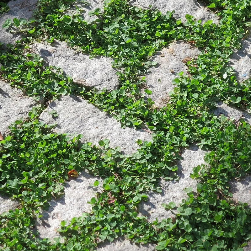 Expert landscape installation experts serving Kerhonkson, NY - Design by Plants