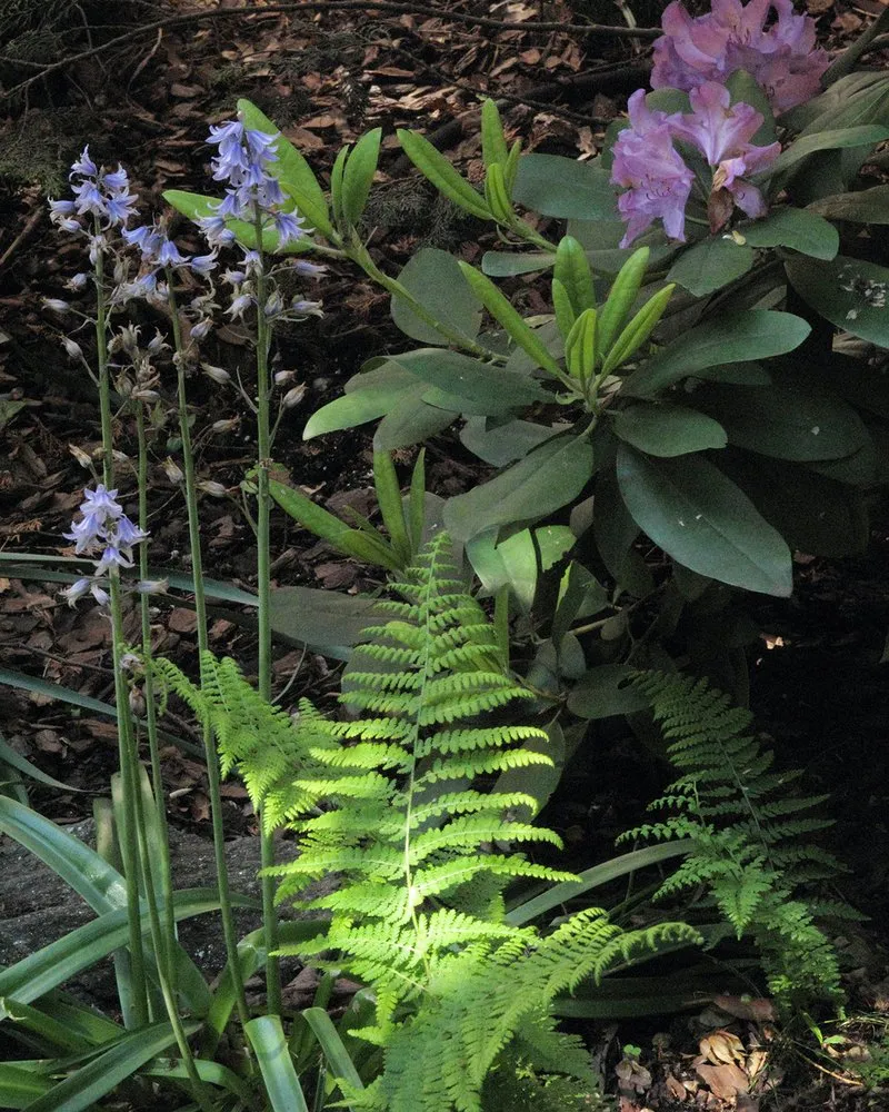 Expert landscape installation in Kerhonkson, NY - Design by Plants