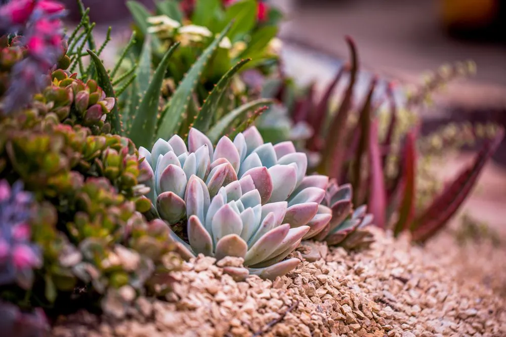 Custom yard cleanup service in Chula Vista, CA by Design For Serenity