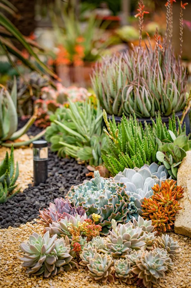 Reliable garden landscaping in Chula Vista, CA by Design For Serenity