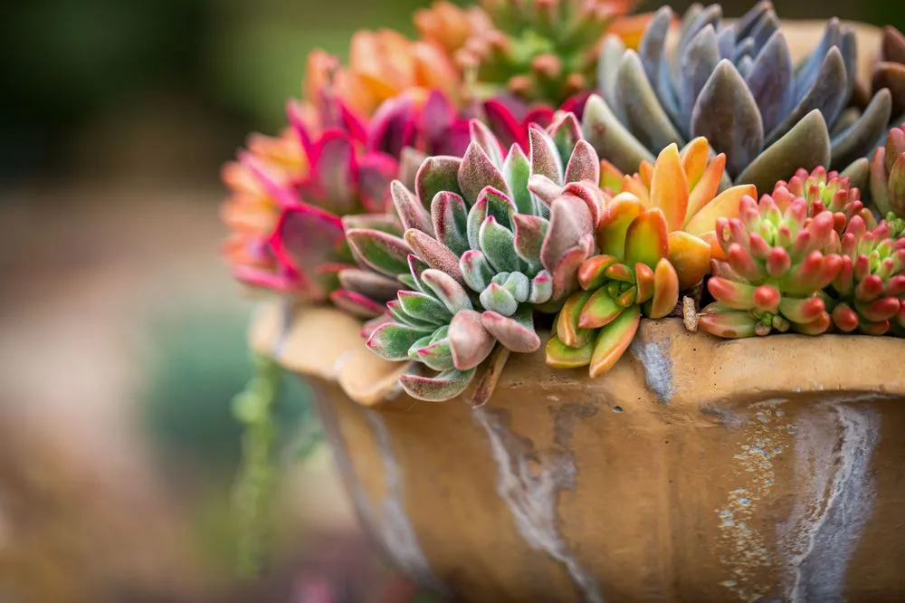 Top-rated lawn mowing service experts serving Chula Vista, CA - Design For Serenity