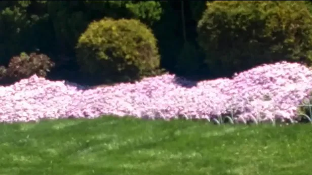 Expert lawn care service in Shaker Heights, OH - Design IZ Minz Landscape & Demolition