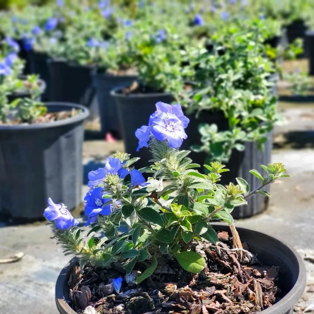 Top-rated lawn care service in Lutz, FL - Design Scapes by Robert Draper