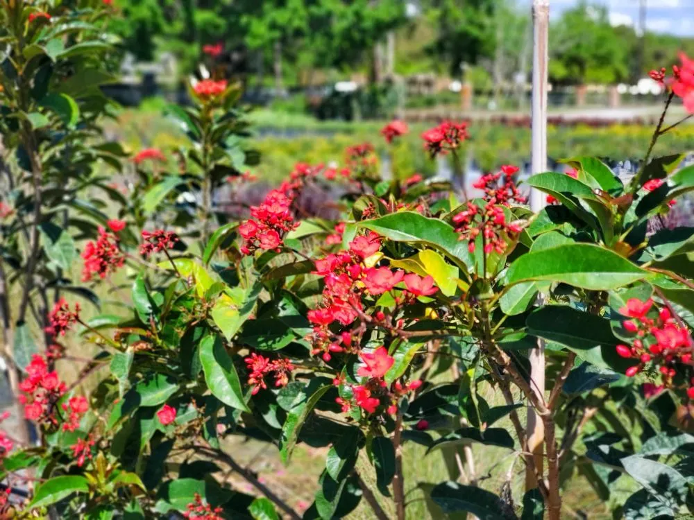 Expert landscape installation near you in Lutz, FL by Design Scapes by Robert Draper