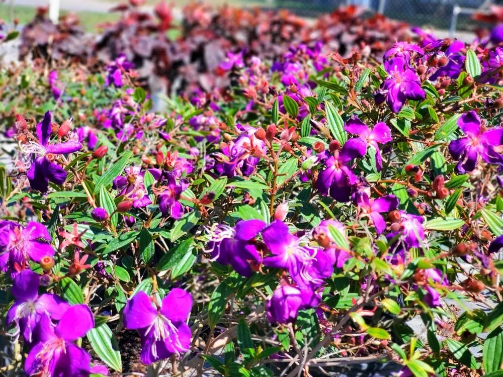 Professional outdoor landscaping experts serving Lutz, FL - Design Scapes by Robert Draper