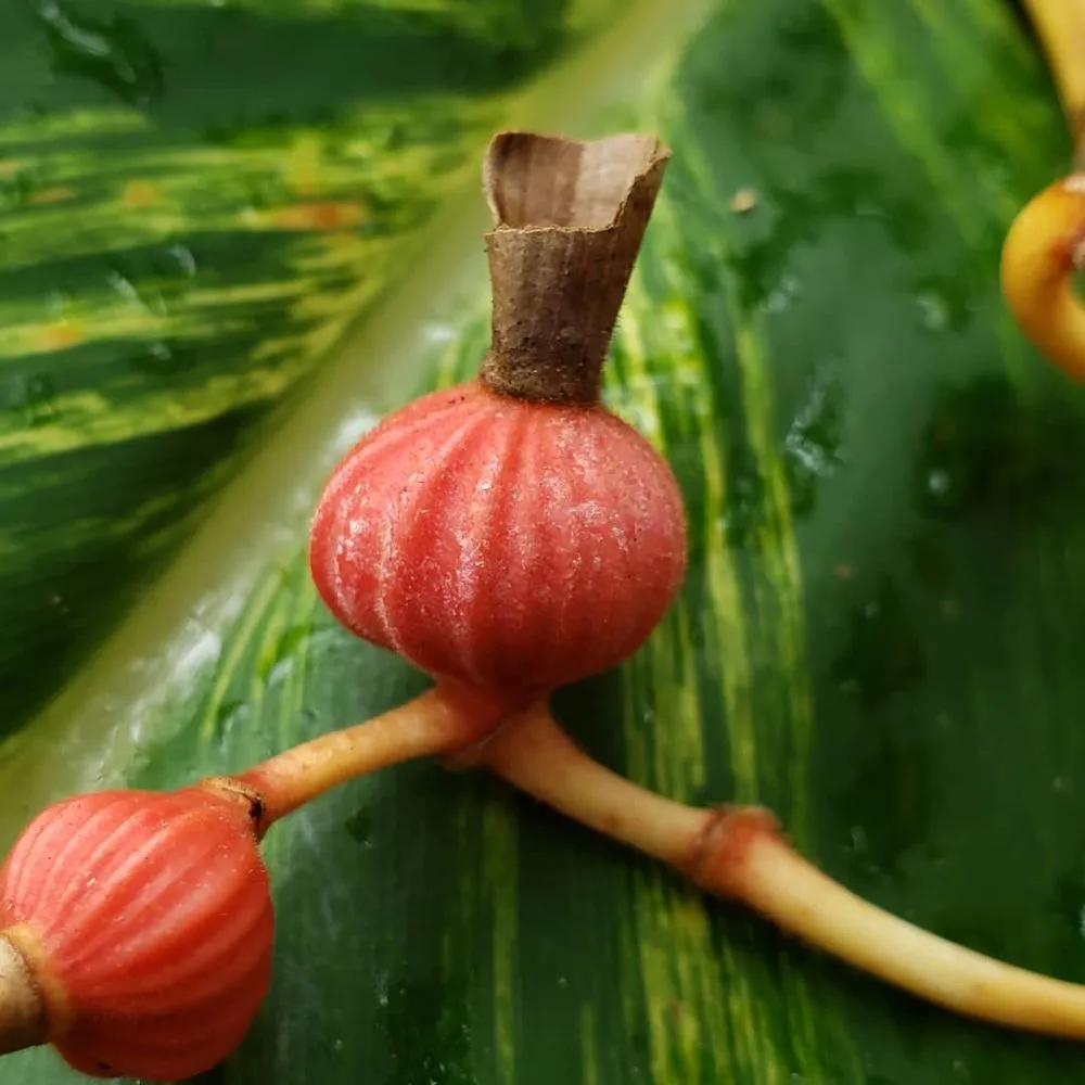 Reliable landscape installation for homes across Lutz, FL - Design Scapes by Robert Draper