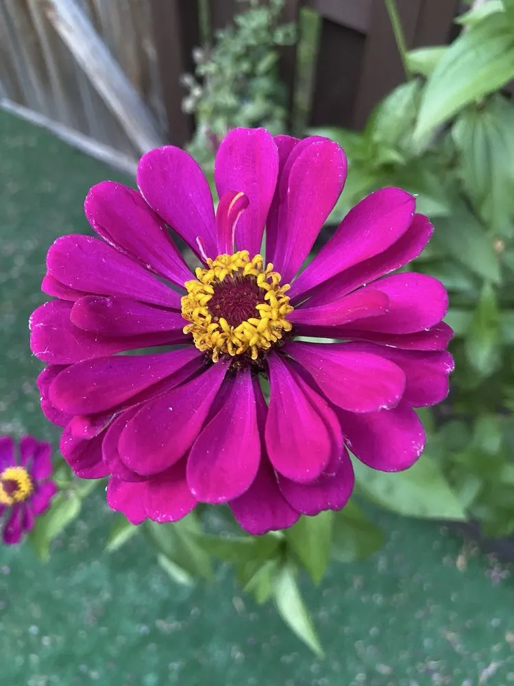 Trusted landscape installation for year-round maintenance across Manassas Park, VA - Design Scapes