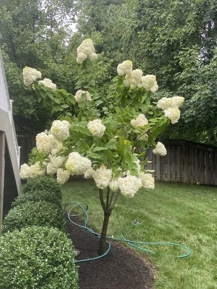 Professional yard maintenance for outdoor upgrades in Manassas Park, VA by Design Scapes