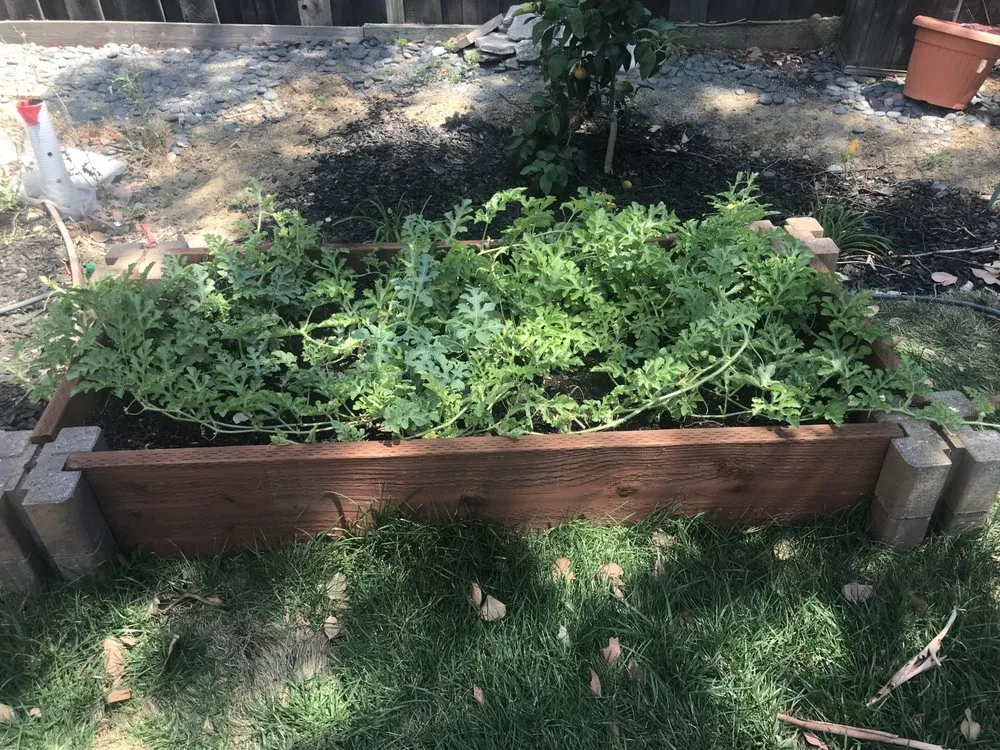 Custom landscape design for year-round maintenance in San Francisco, CA by Design Squares Landscaping