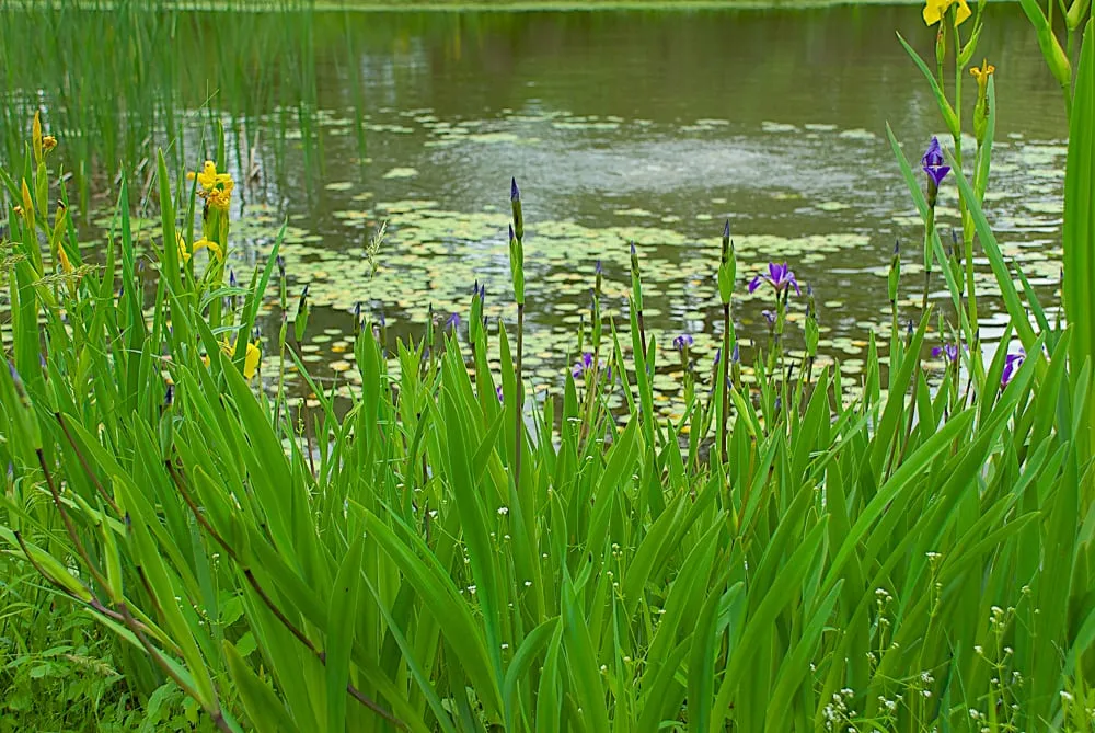 Top-rated residential landscaping for residential properties in Andes, NY by Design With Nature