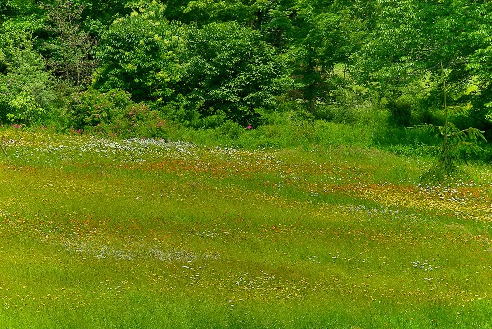 Affordable landscaping services for beautiful yards in Andes, NY by Design With Nature