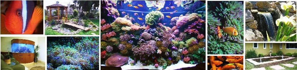 Reliable yard maintenance in Camarillo, CA - Designer Aquatics