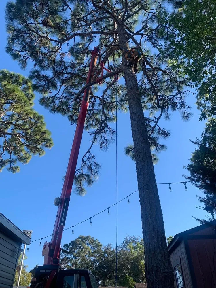 Reliable landscaping services for year-round maintenance across Saint Petersburg, FL - Designer Cut Lawn & Tree Service