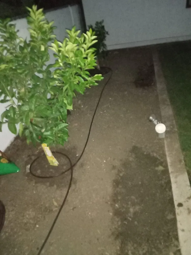 Trusted yard maintenance near you across Lake Forest, CA - Designs And Color Painting And Landscape Services