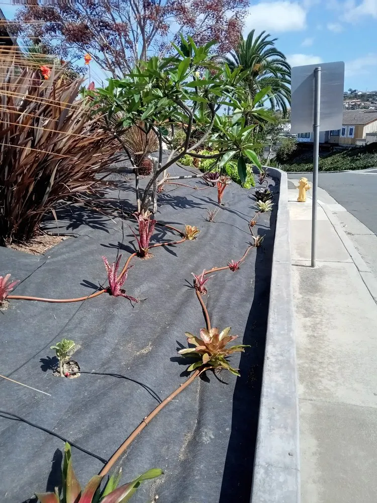 Local lawn mowing service experts serving Lake Forest, CA - Designs And Color Painting And Landscape Services