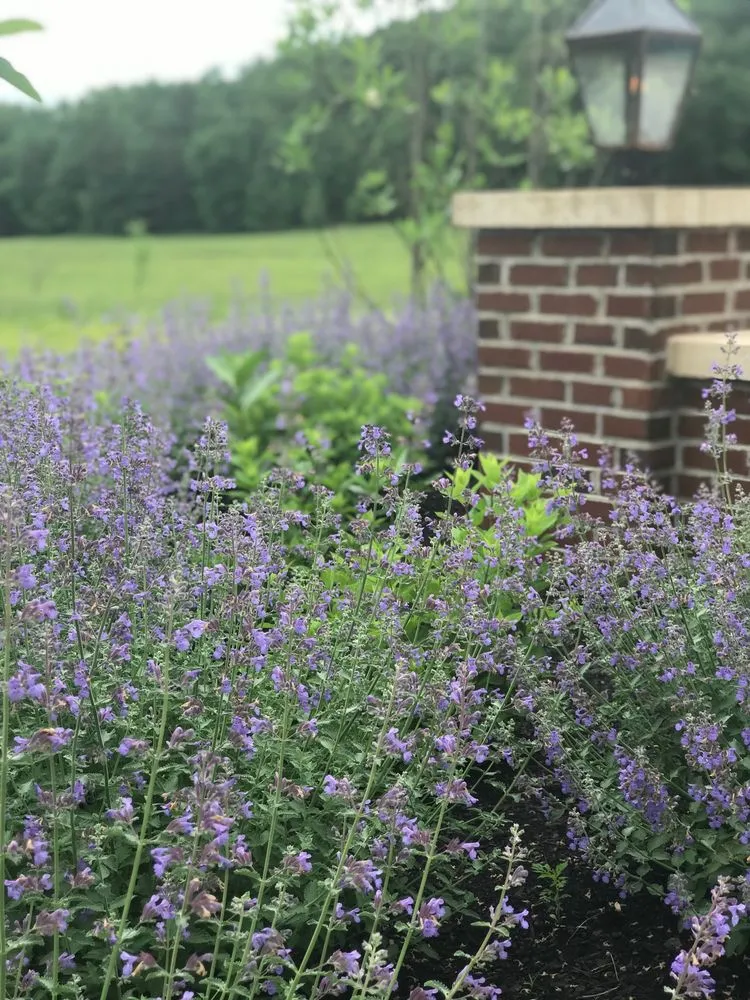 Reliable yard cleanup service experts serving Nicholasville, KY - Designs by Denise