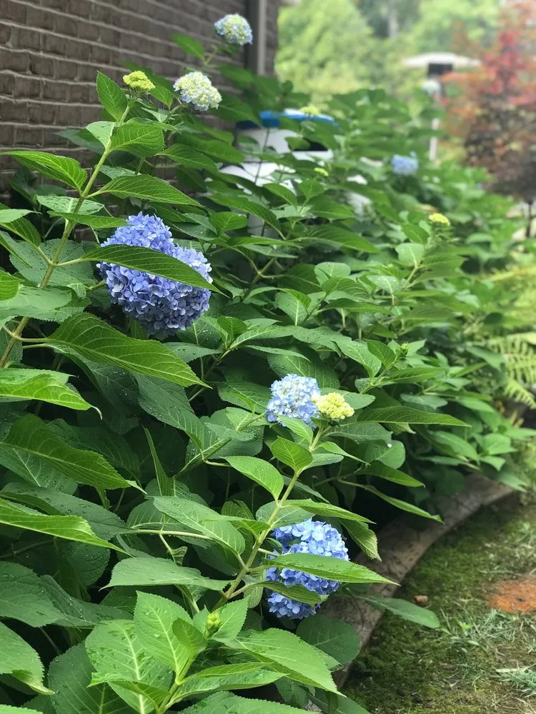 Trusted residential landscaping with custom design in Nicholasville, KY by Designs by Denise