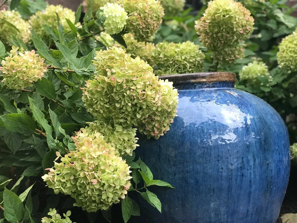 Trusted lawn mowing service near you across Nicholasville, KY - Designs by Denise