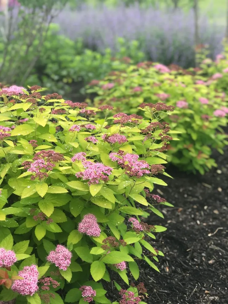 Expert residential landscaping in Nicholasville, KY by Designs by Denise