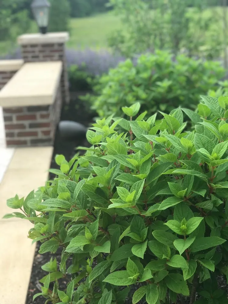 Top-rated landscaping services in Nicholasville, KY by Designs by Denise