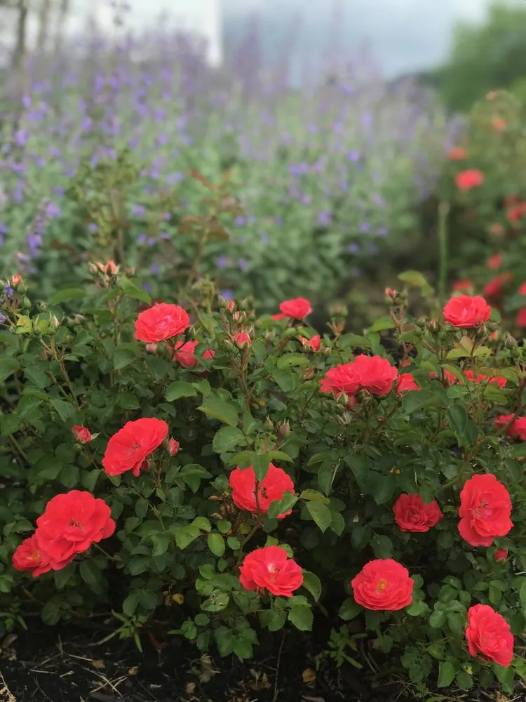 Custom lawn care service for year-round maintenance across Nicholasville, KY - Designs by Denise