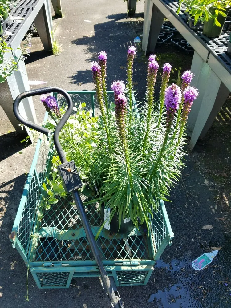 Local yard cleanup service for beautiful yards in Stamford, CT by Designs By Lee