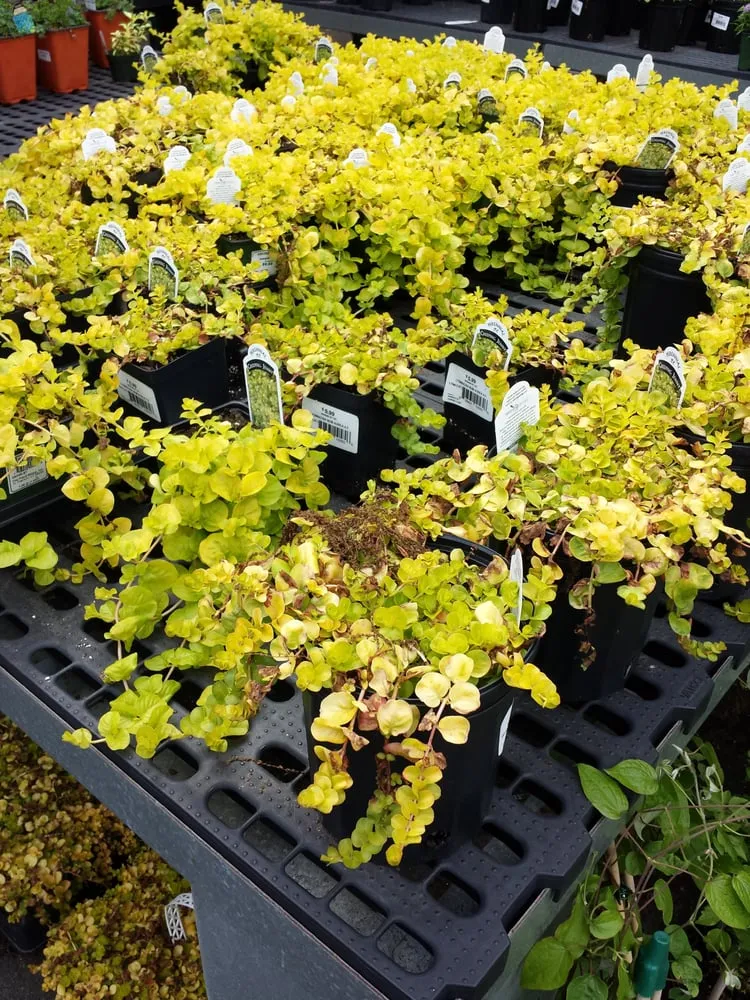 Affordable yard cleanup service for year-round maintenance in Stamford, CT by Designs By Lee