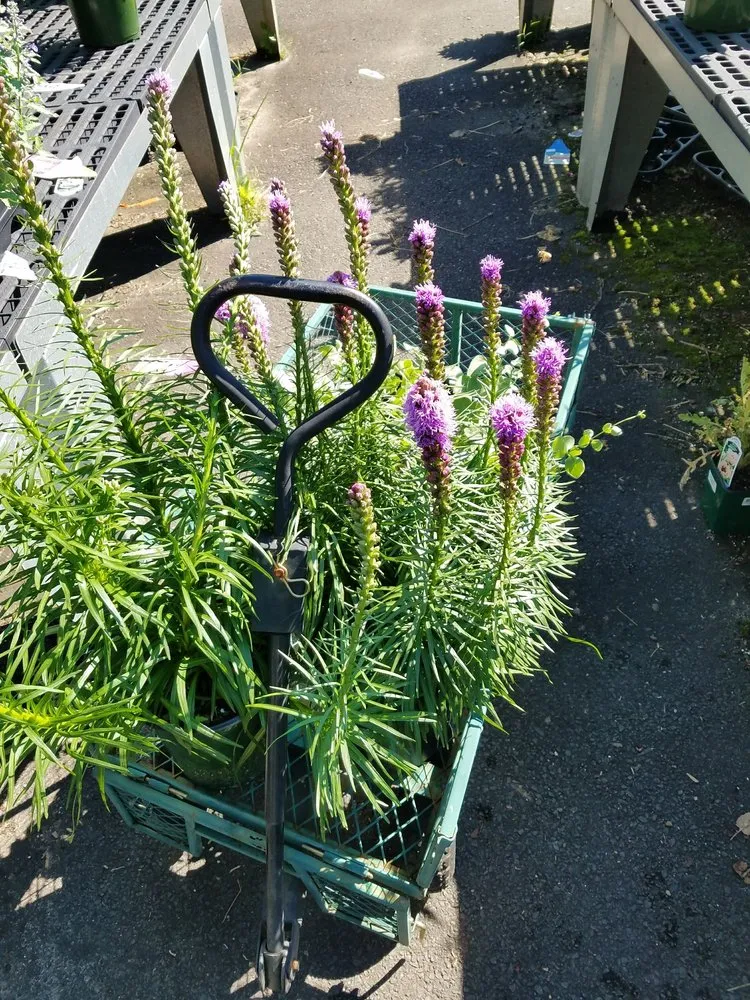 Affordable residential landscaping for outdoor upgrades across Stamford, CT - Designs By Lee