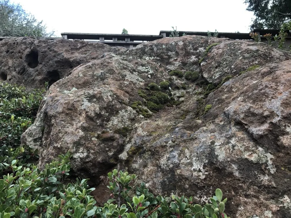 Custom landscape installation in Berkeley, CA by Designs With Nature