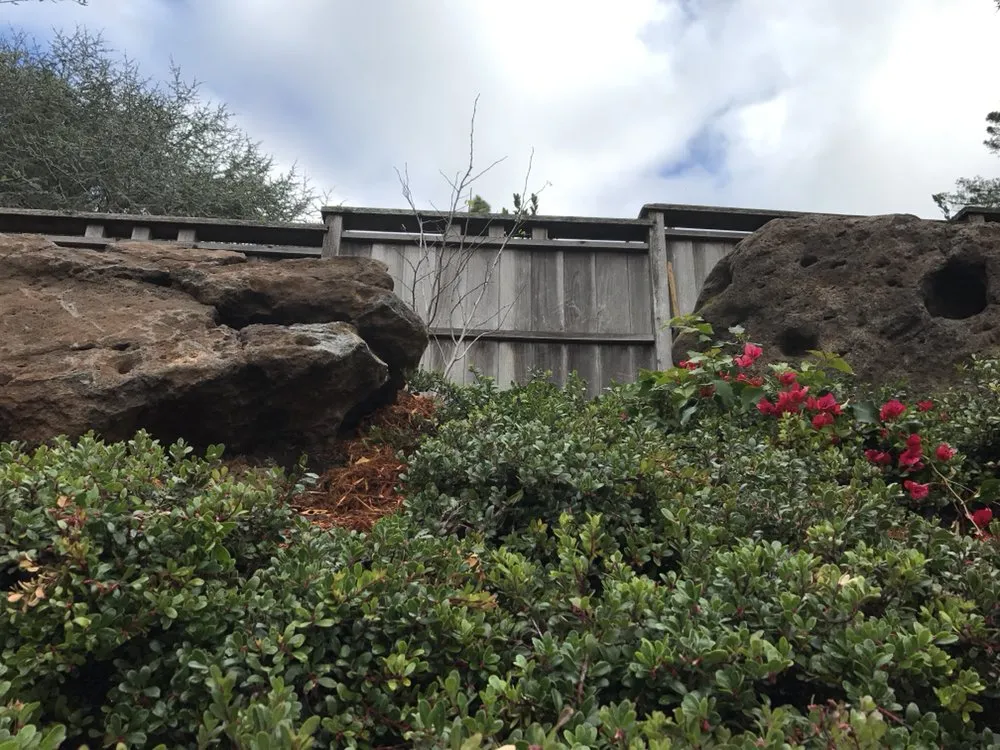 Professional yard cleanup service in Berkeley, CA - Designs With Nature