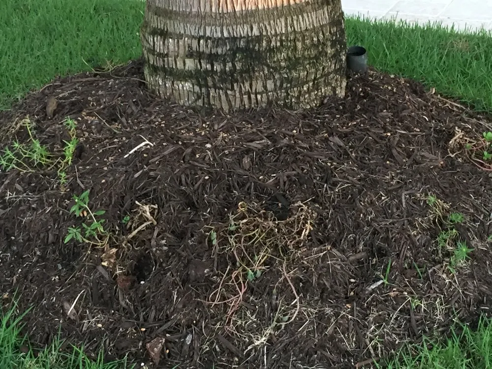 Top-rated landscape installation experts serving Sarasota, FL - DesignScapes