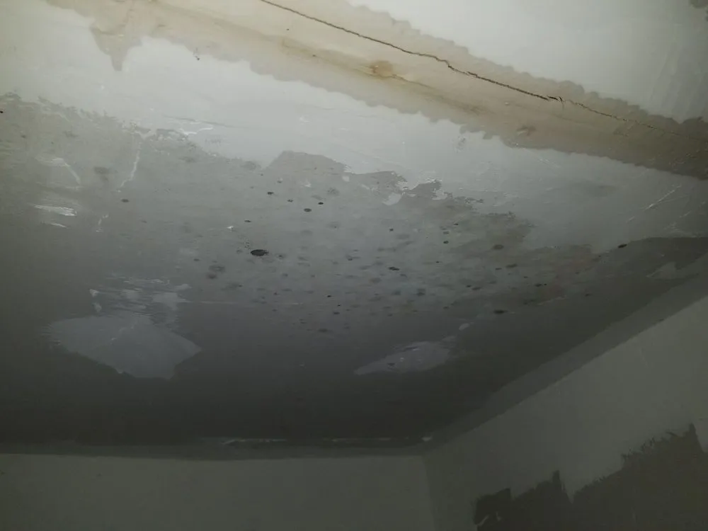 Affordable lawn care service for homes in Deltona, FL by Deslee Home Service