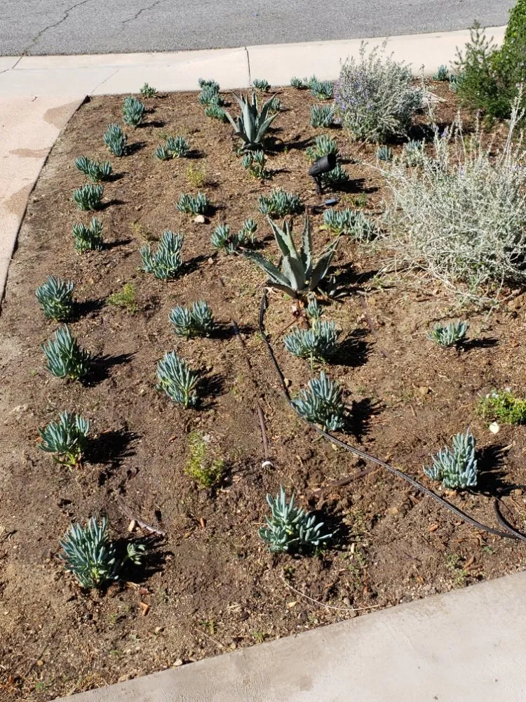 Custom landscape design experts serving Los Angeles, CA - Desmart Landscape Services