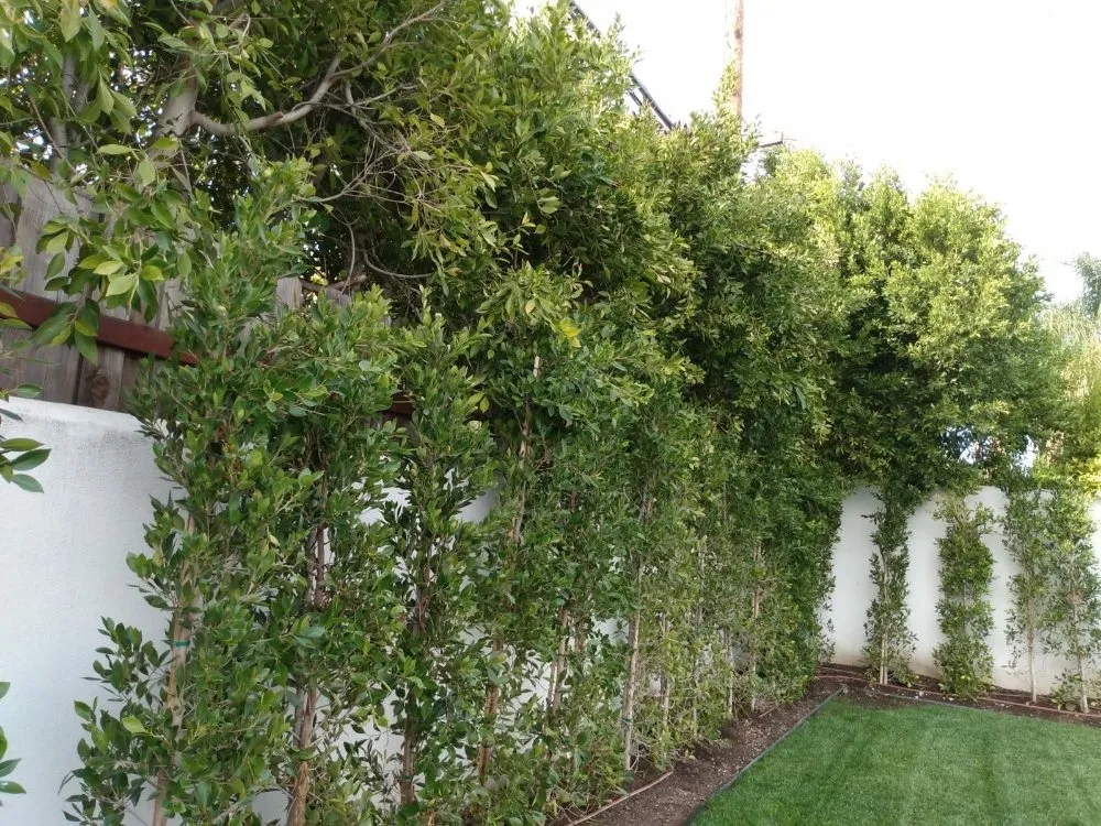 Affordable lawn care service experts serving Los Angeles, CA - Desmart Landscape Services