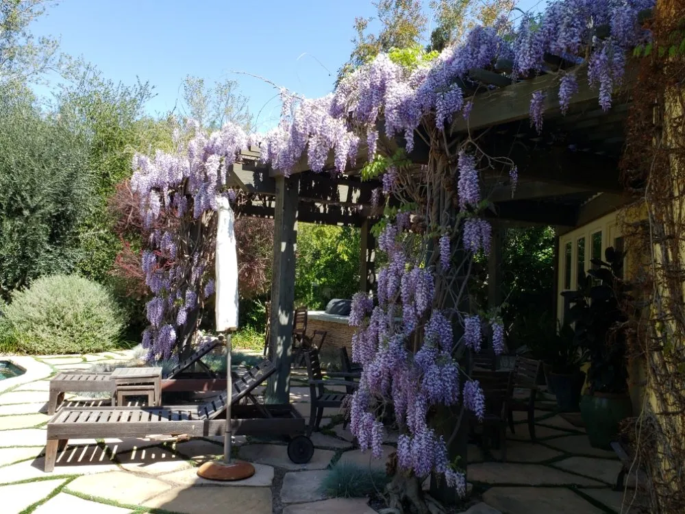 Affordable yard cleanup service near you in Los Angeles, CA by Desmart Landscape Services