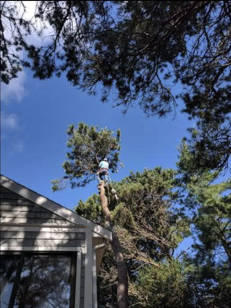 Expert yard maintenance for residential properties across Centerville, MA - DeSouza Landscaping and Tree Service