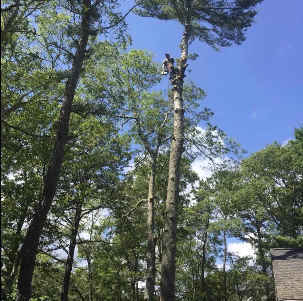 Custom yard maintenance experts serving Centerville, MA - DeSouza Landscaping and Tree Service