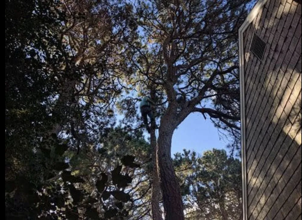 Professional yard cleanup service for homes in Centerville, MA by DeSouza Landscaping and Tree Service