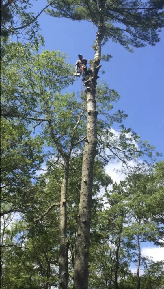Professional yard maintenance with custom design across Centerville, MA - DeSouza Landscaping and Tree Service