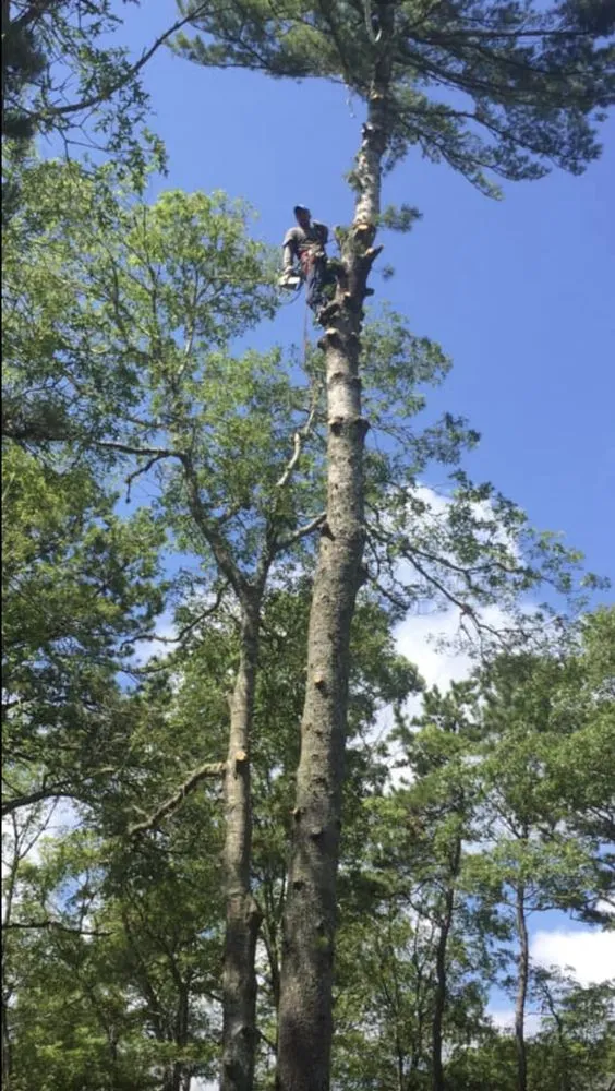 Reliable outdoor landscaping for homes in Centerville, MA by DeSouza Landscaping and Tree Service