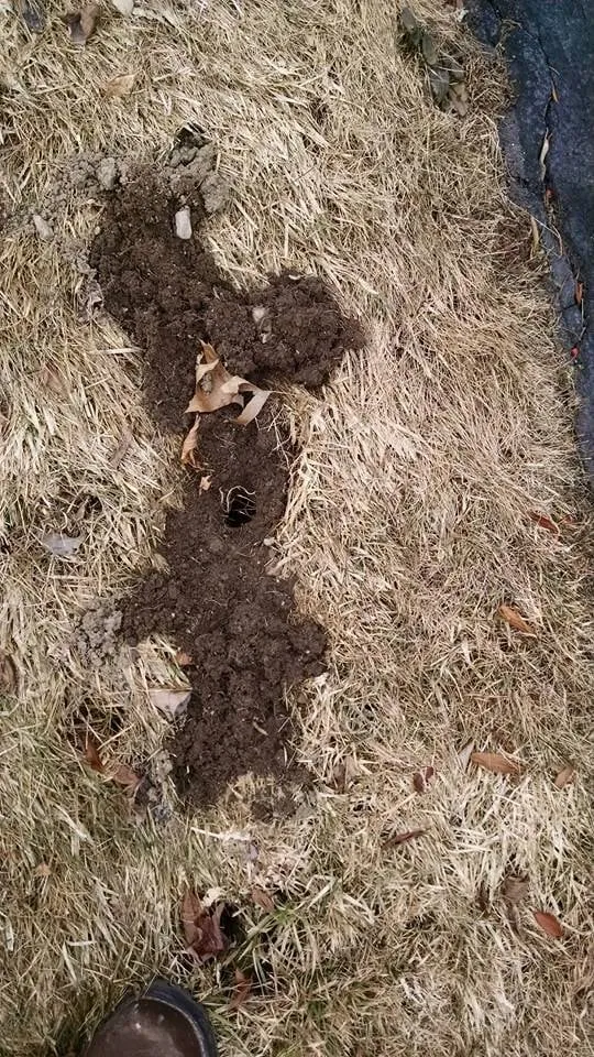 Professional yard cleanup service in Scranton, PA by Desperate Landscapes and Lawn Care