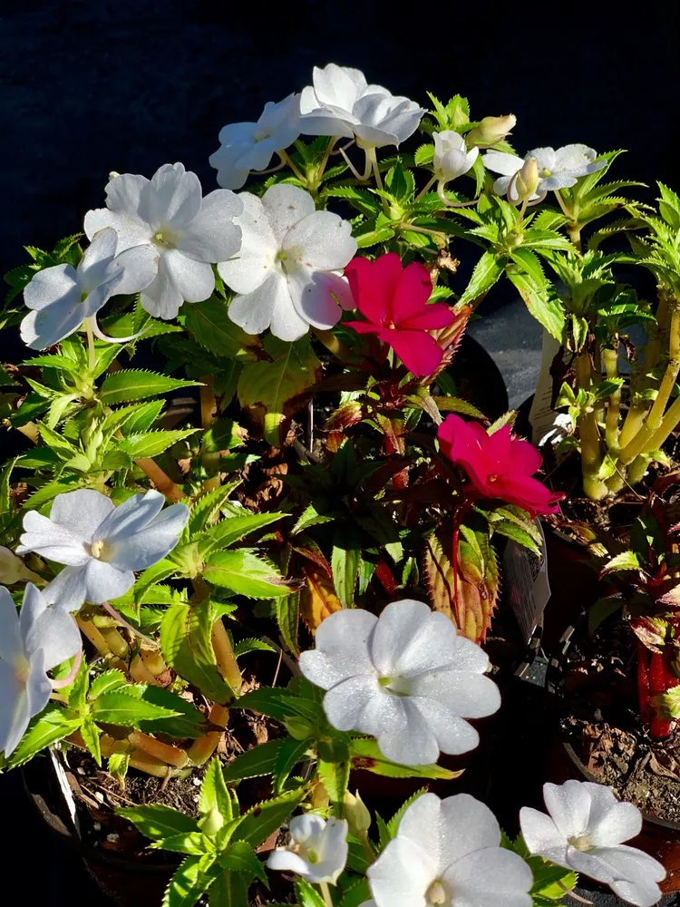 Local lawn care service in Rowley, MA - Destefano Landscape & Snow