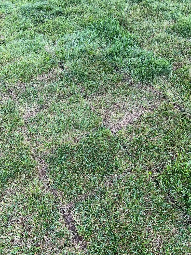 Local landscape design for beautiful yards in Brentwood, TN by Destined Landscapes